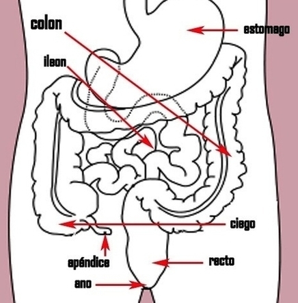 Stomach Colon Rectum Diagram Arrow Version Image