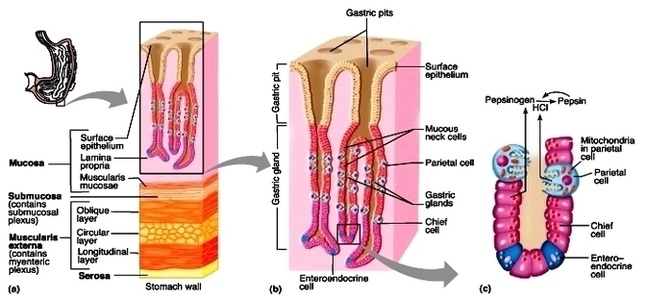 Stomach Histology Diagram Image