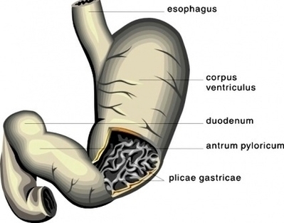 Stomach Medical Diagram Clip Art Image