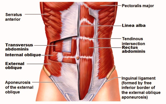 Stomach Muscles Anatomy Image