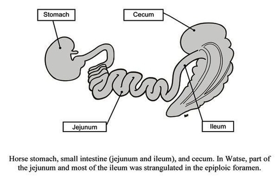 Stomach To Cecum Watse Diagram Image