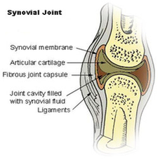 Synovial Joint Diagram Image