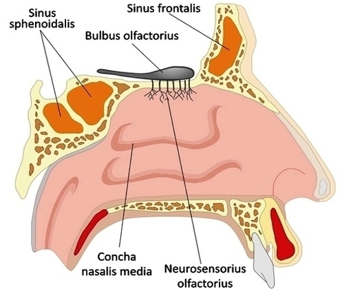 Te Nose Diagram Image
