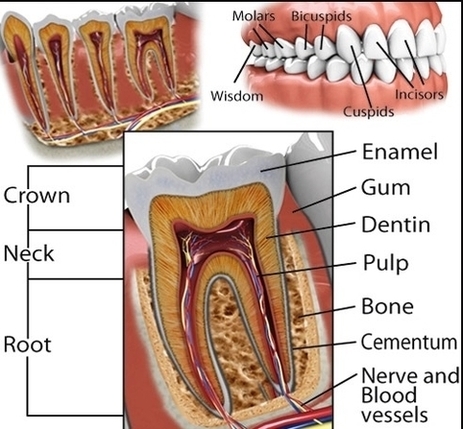 Teeth Anatomy Large Image