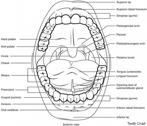 Teeth Chart Image