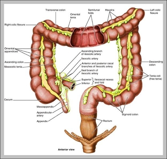 Terminal Ileum Anatomy 2 Image