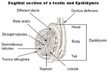 Testis 2 Diagram Image