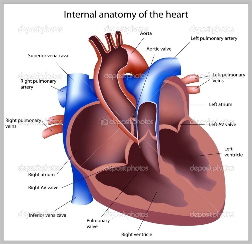 The Heart Anatomy Image
