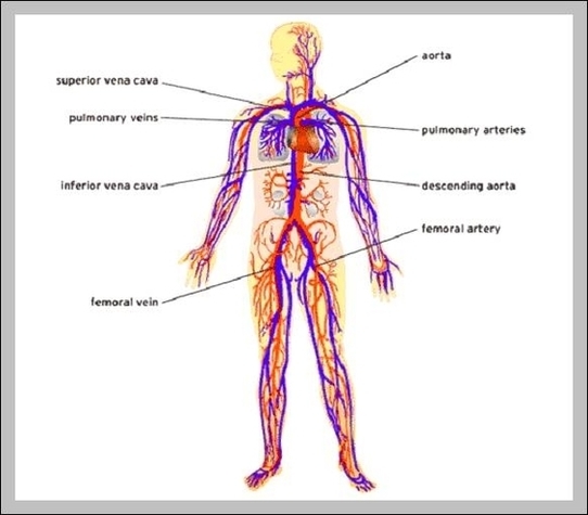 The Human Cardiovascular System Image