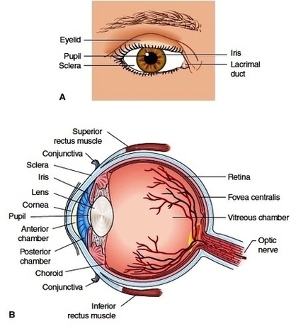 The Human Eye And Internal Anatomy Of The Eyeball Images Image