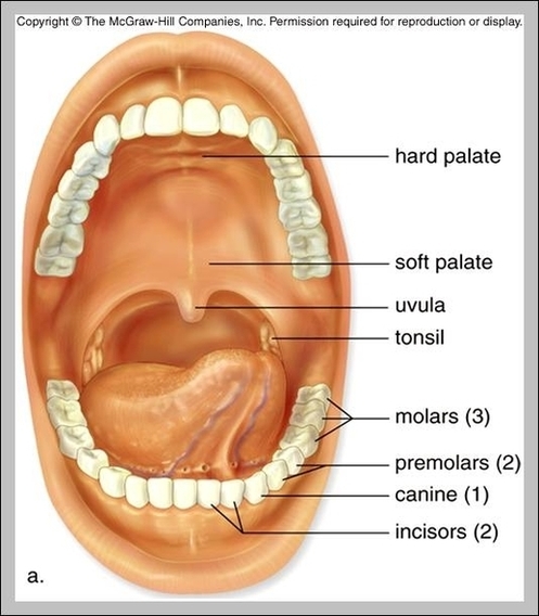 The Human Mouth Image