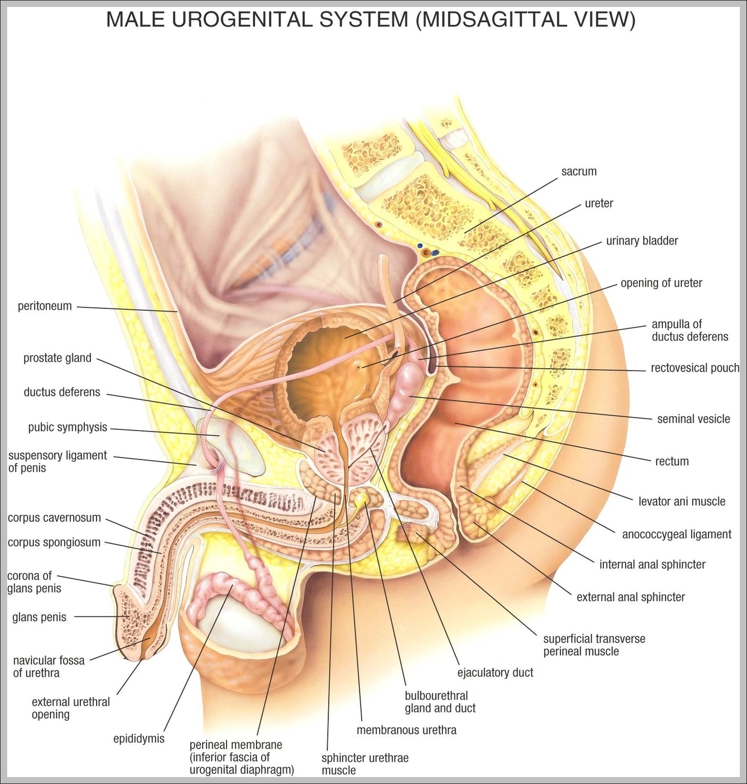 The Male Anatomy Image