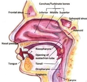 The Nasal Cavity Image - Graph Diagram