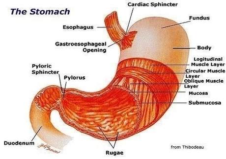 The Stomach Diagram Nunx Image