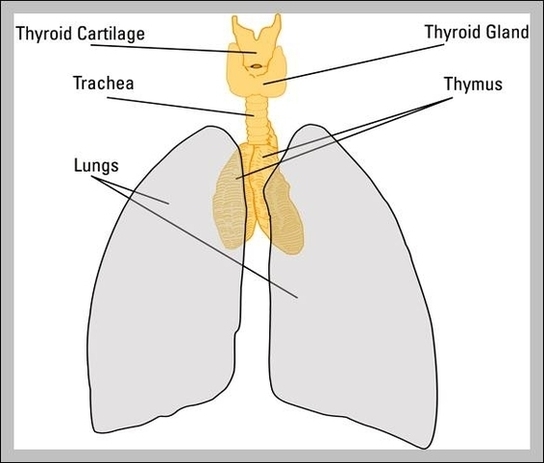 The Thymus Image