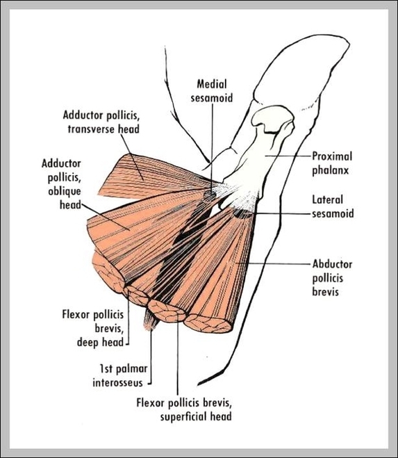 Thumb Anatomy Image