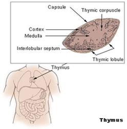 Thymus Diagram Image