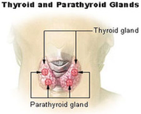Thyroid Parathyroid Diagram Image