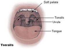 Tonsils Diagram Image