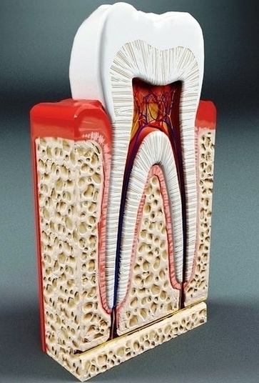 Tooth Anatomy Bf Bde Bbelarge Image