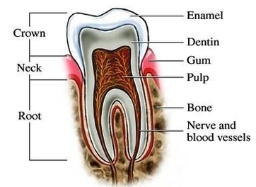 Tooth Anatomy Image