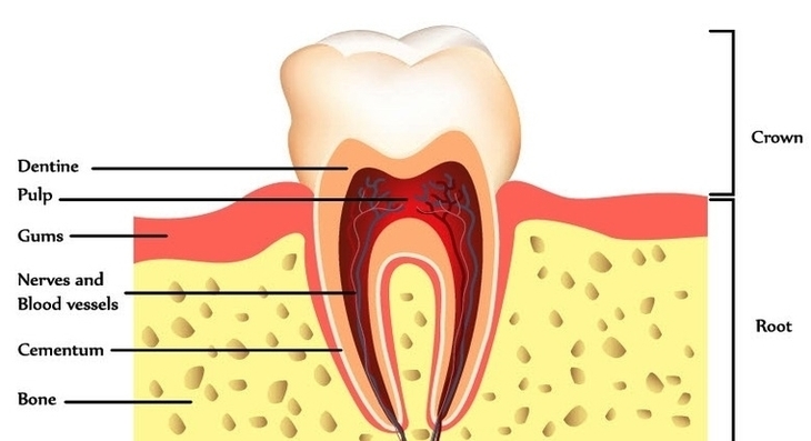 Tooth Anatomy Page Image