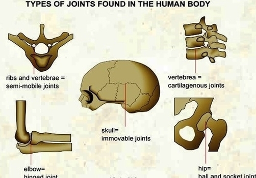 Types Of Joints Found In The Human Body Image
