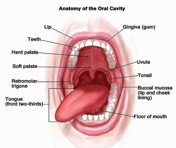 Under Tongue Anatomy Image