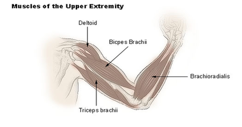 Upper Extremity Muscles Diagram Image