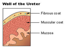 Ureters Wall Diagram Image