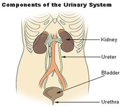 Urinary System Diagram Image