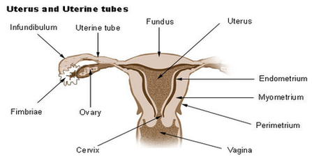 Uterus Diagram Image