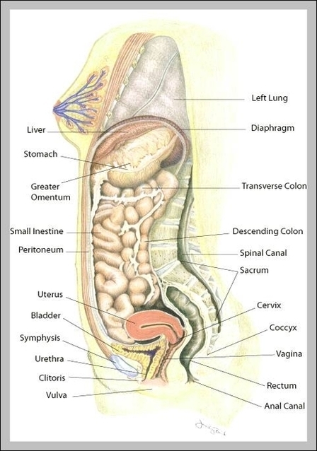 Uterus Location Image