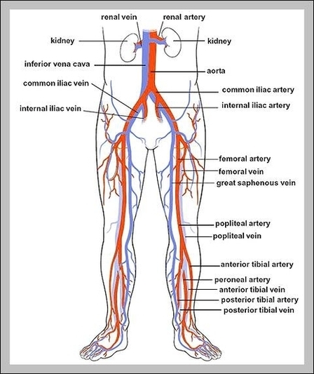 Veins And Arteries Of The Leg Image