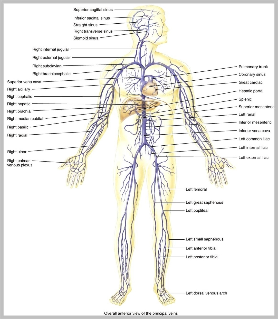 Veins In The Human Body Image