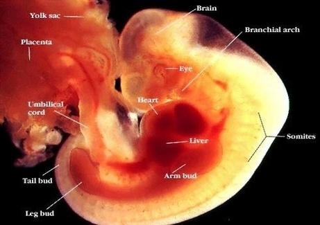 Week Embryo And Info Image
