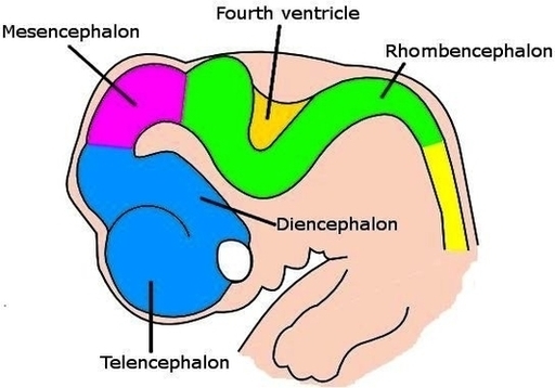 Week Embryo Brain Image