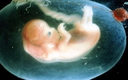 Week Embryo Explained Image