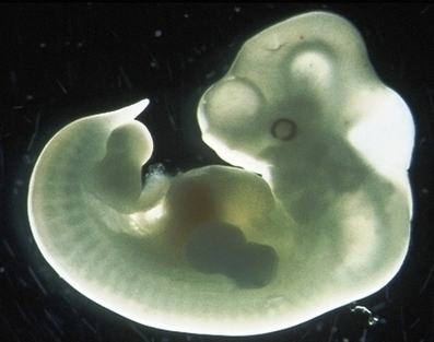 Week Embryo Image