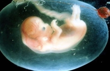 Week Embryo Photo Image