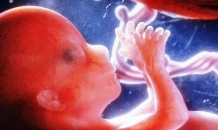 Week Fetus Image