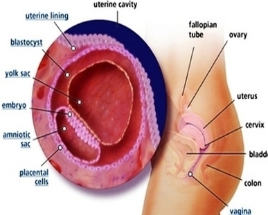 Week Pregnancy Image