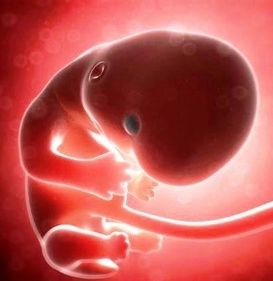 Weeks Pregnant Embryo Itokosb Bzu Image