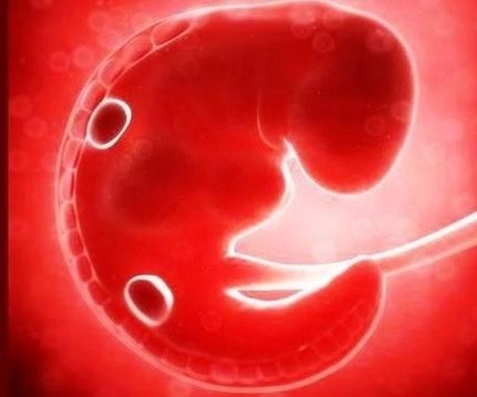 Weeks Pregnant Embryo Itokqqfoe Image