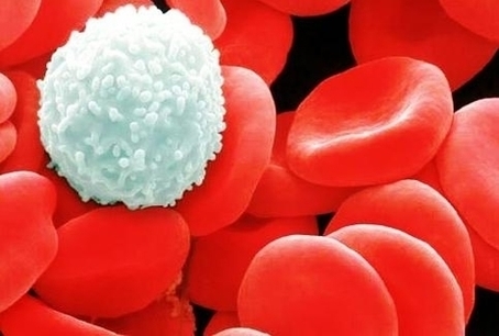 White Blood Cell Amungst Red Image