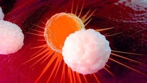 White Blood Cell Cancer Ll Wg Image