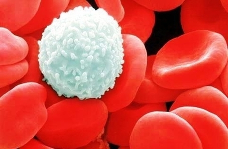 White Red Blood Cells Image