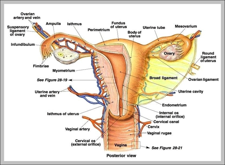 Women Reproductive Organs Image