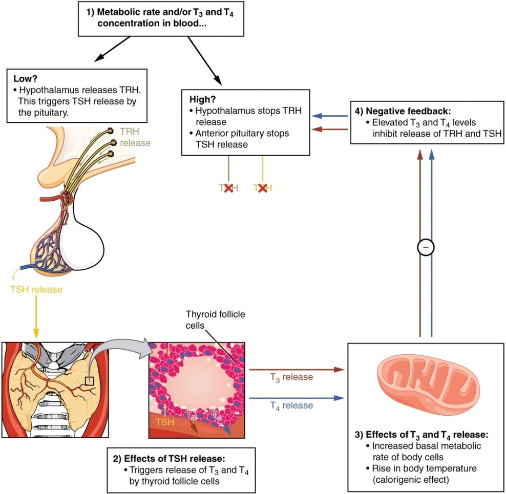 A Classic Negative Feedback Loop