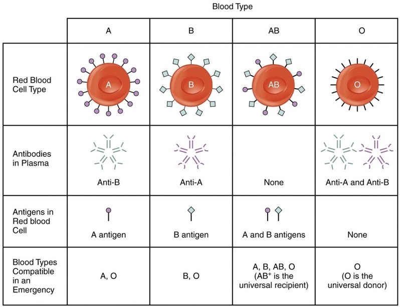 ABO Blood Groups